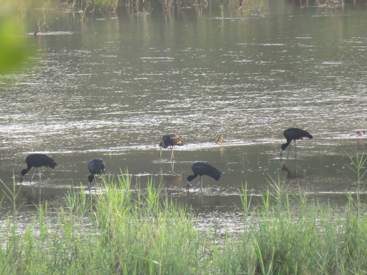 African Openbill - Brad Arthur