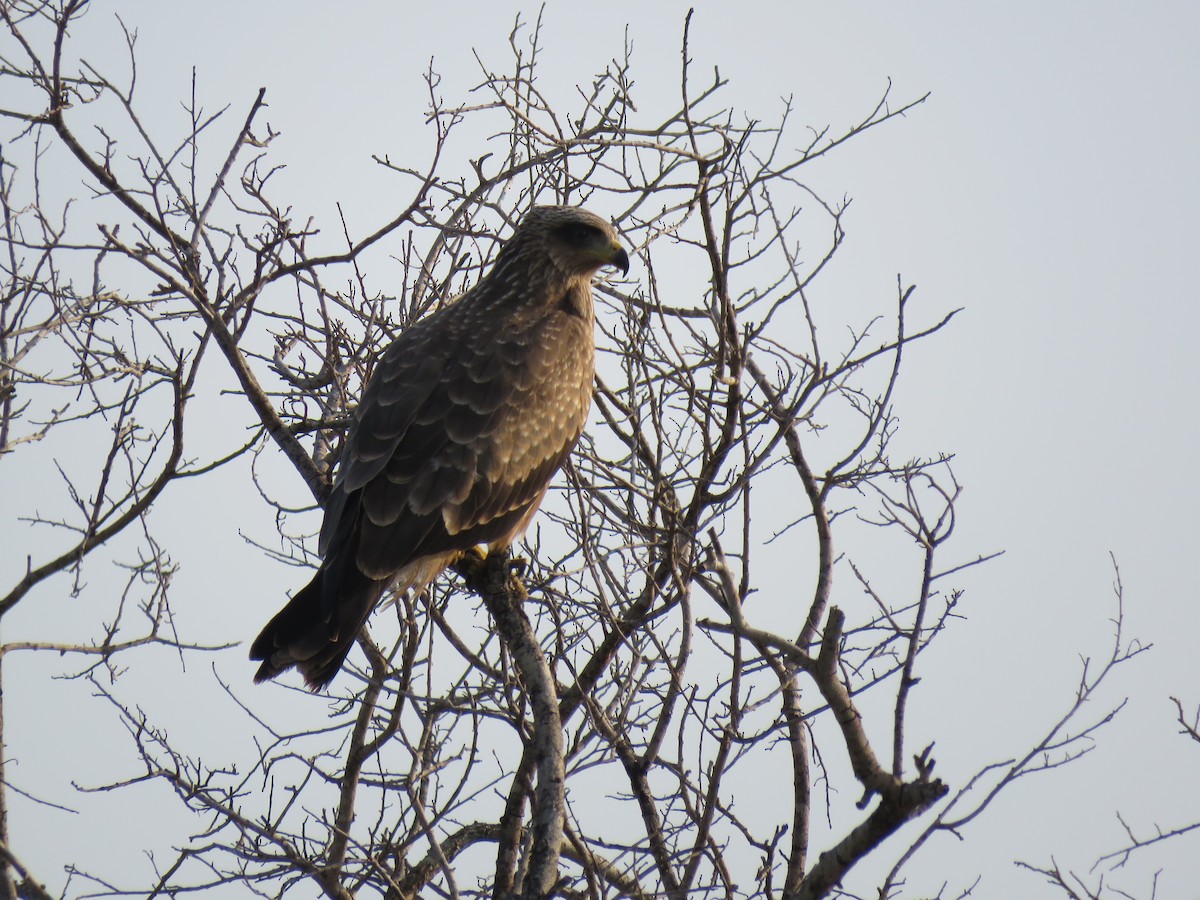 Black Kite (Yellow-billed) - ML48544511