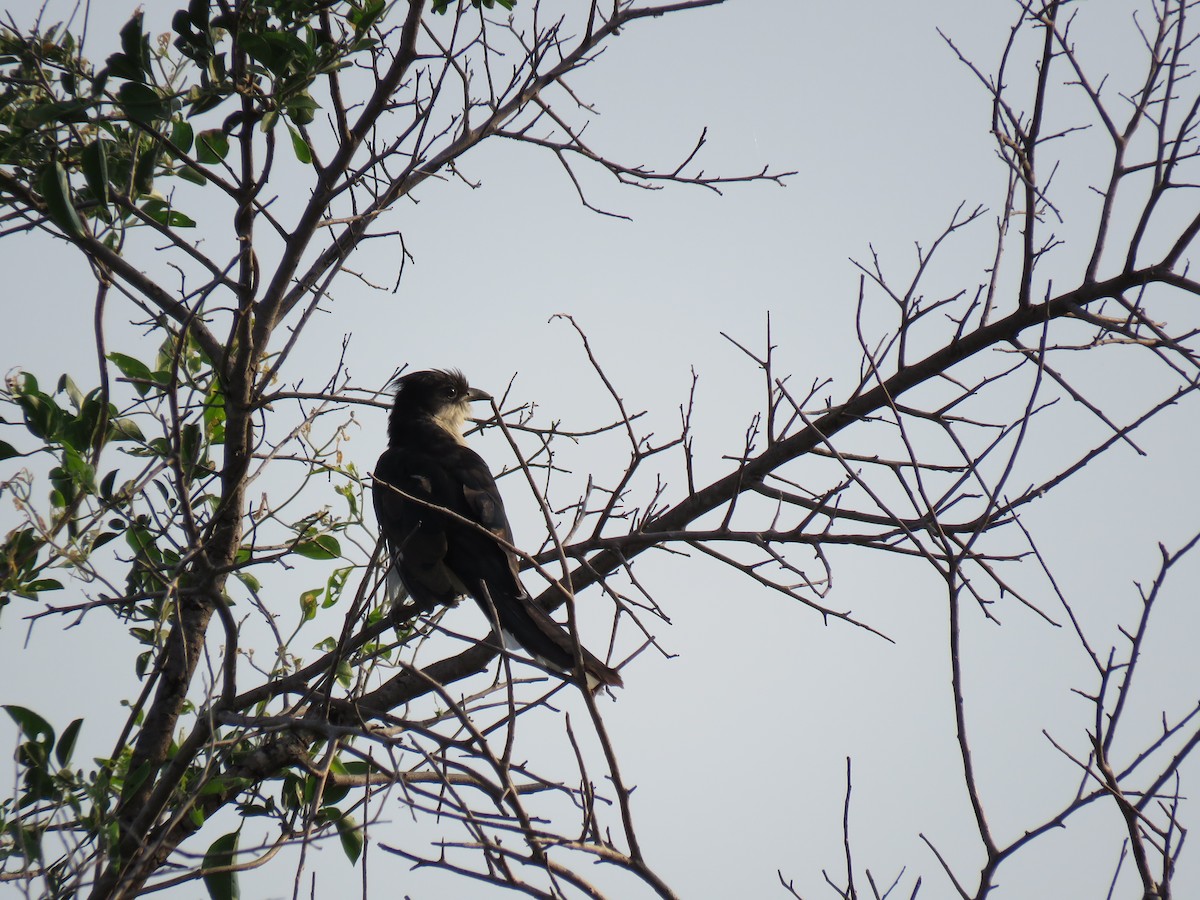 Pied Cuckoo - ML48544541