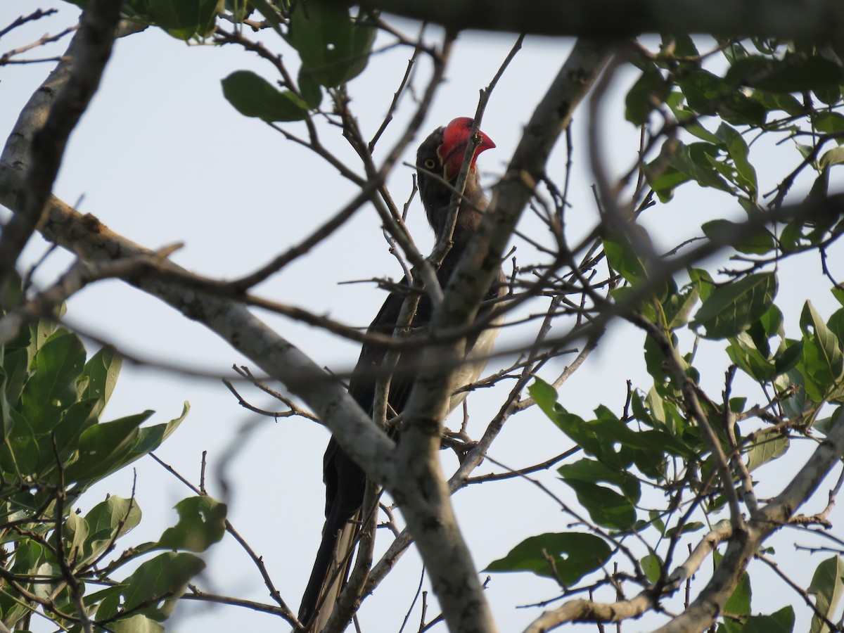 Crowned Hornbill - ML48544551