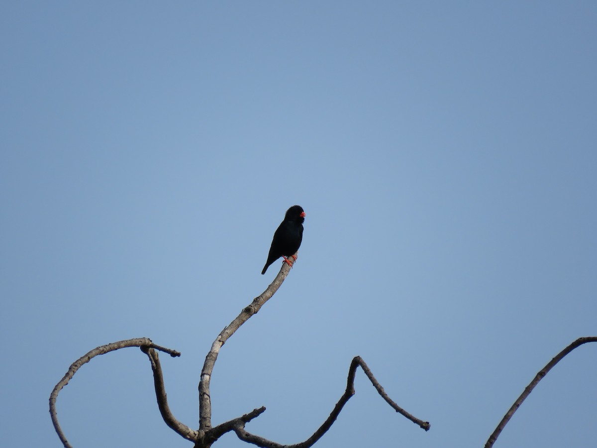 Village Indigobird - Brad Arthur