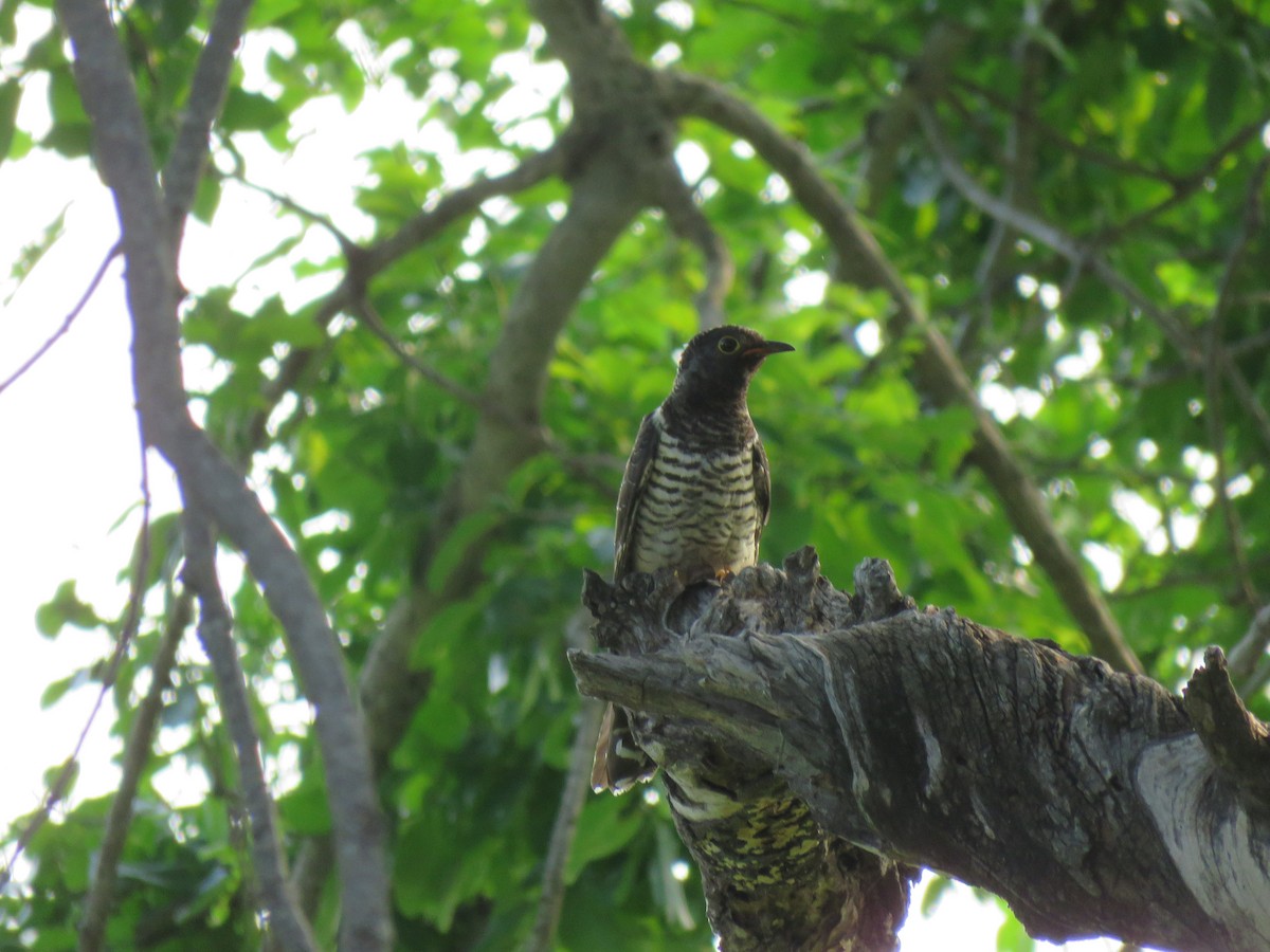 Red-chested Cuckoo - ML48544581