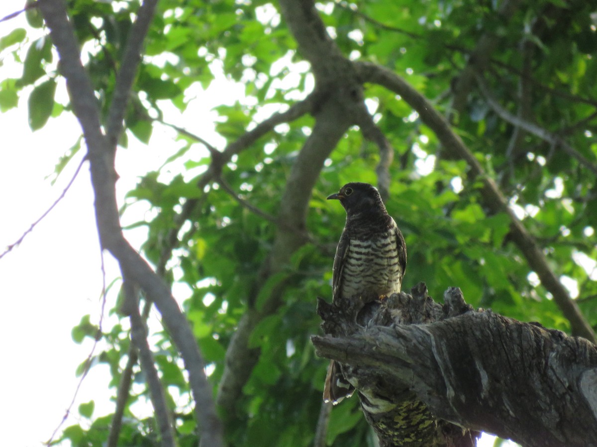 Cuco Solitario - ML48544591