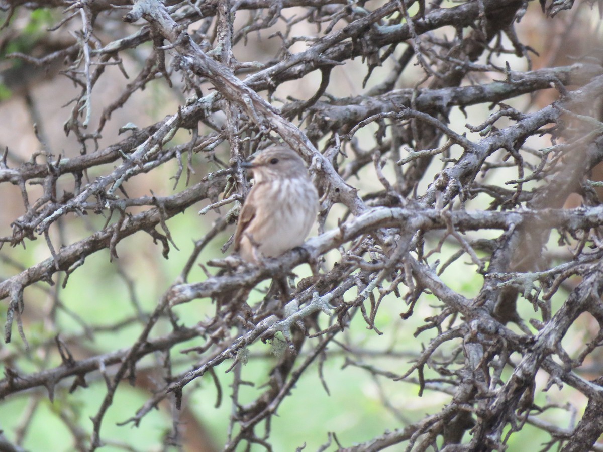 Spotted Flycatcher - ML48544611