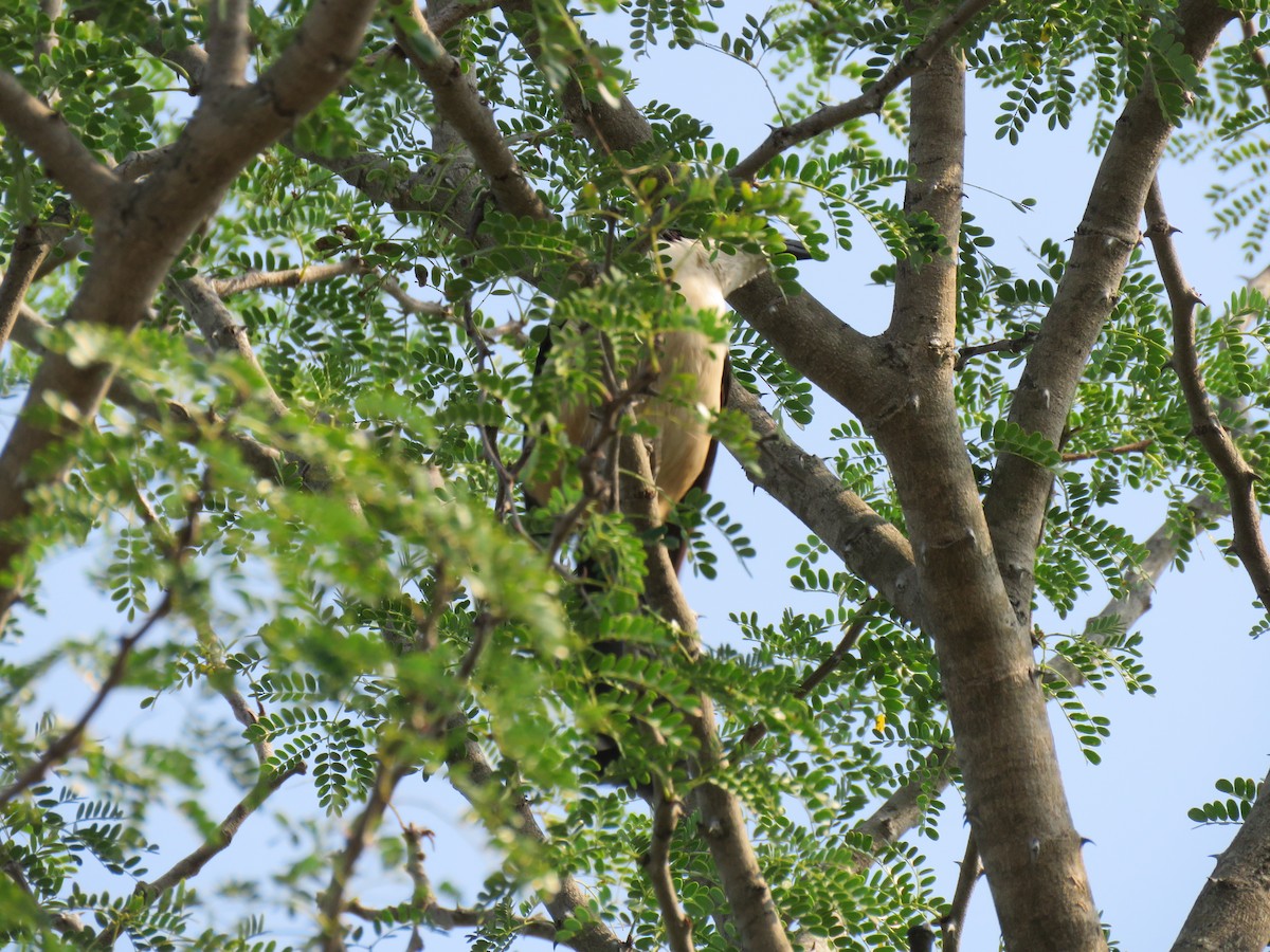 Southern Boubou - ML48544621