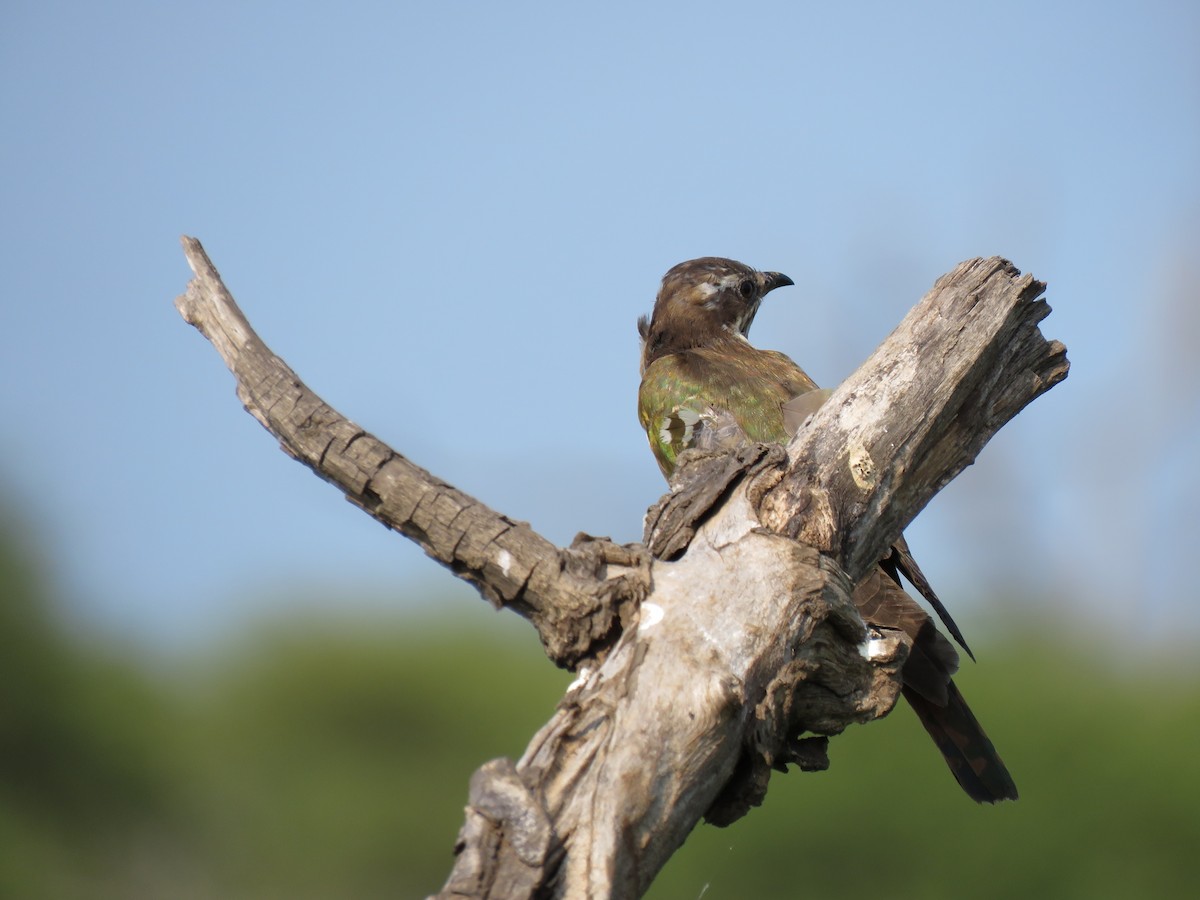 Dideric Cuckoo - Brad Arthur