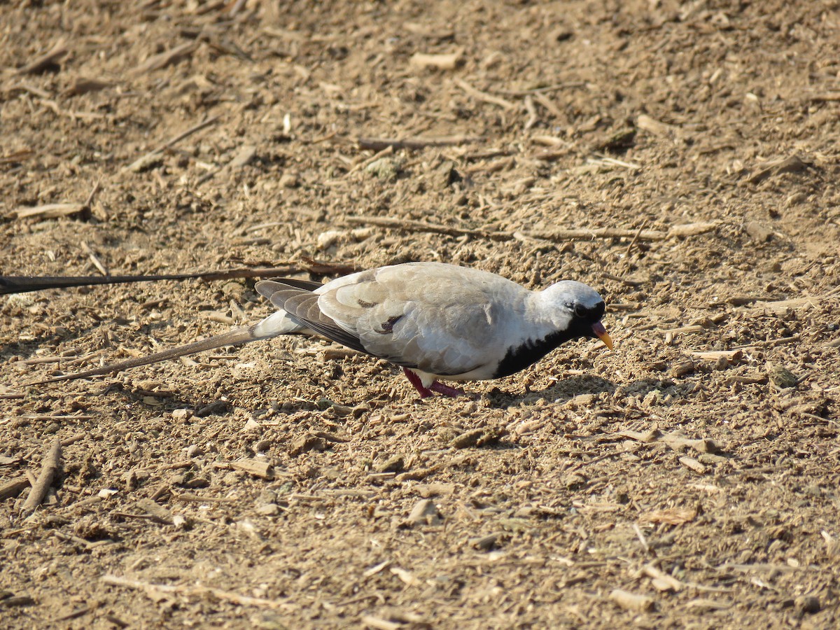 Namaqua Dove - ML48544681