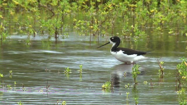 Black-necked Stilt (Hawaiian) - ML485447