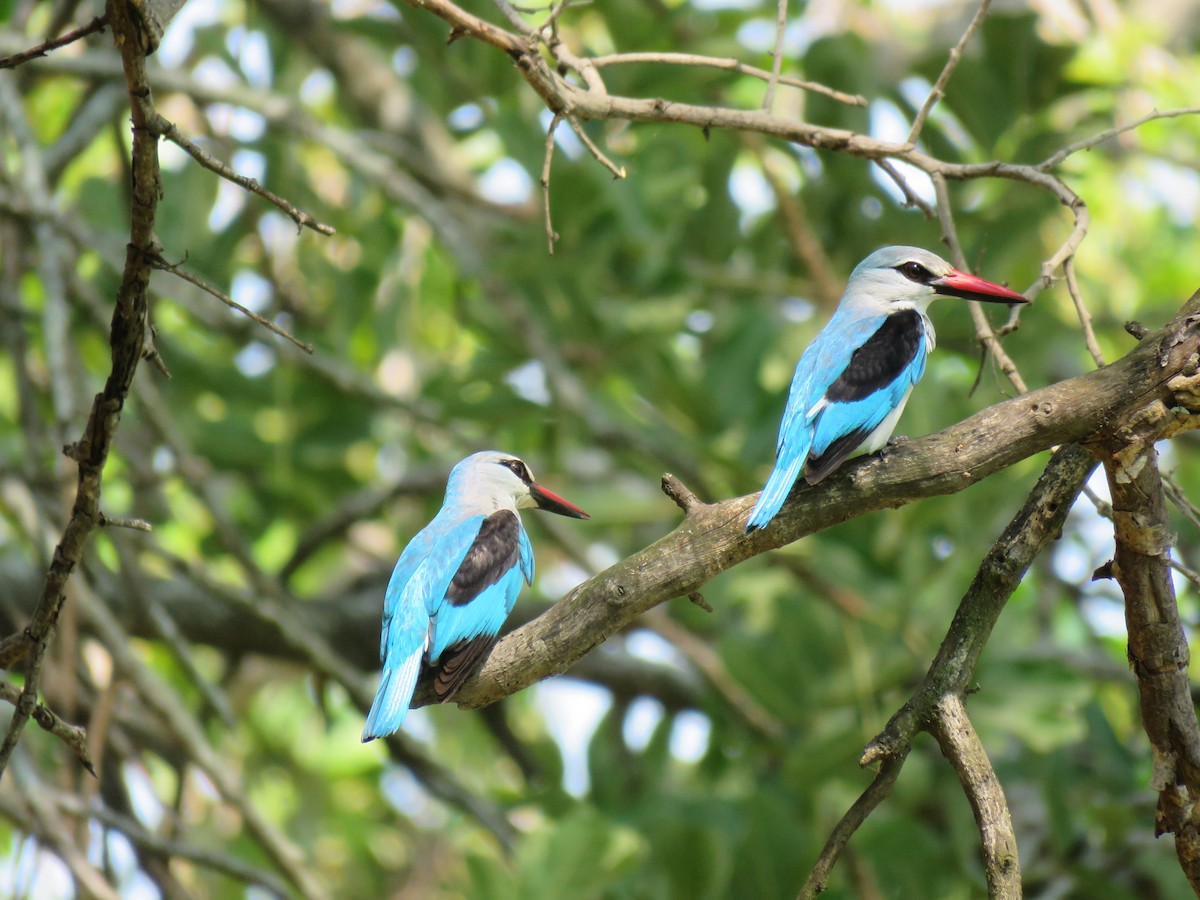 Woodland Kingfisher - ML48544721