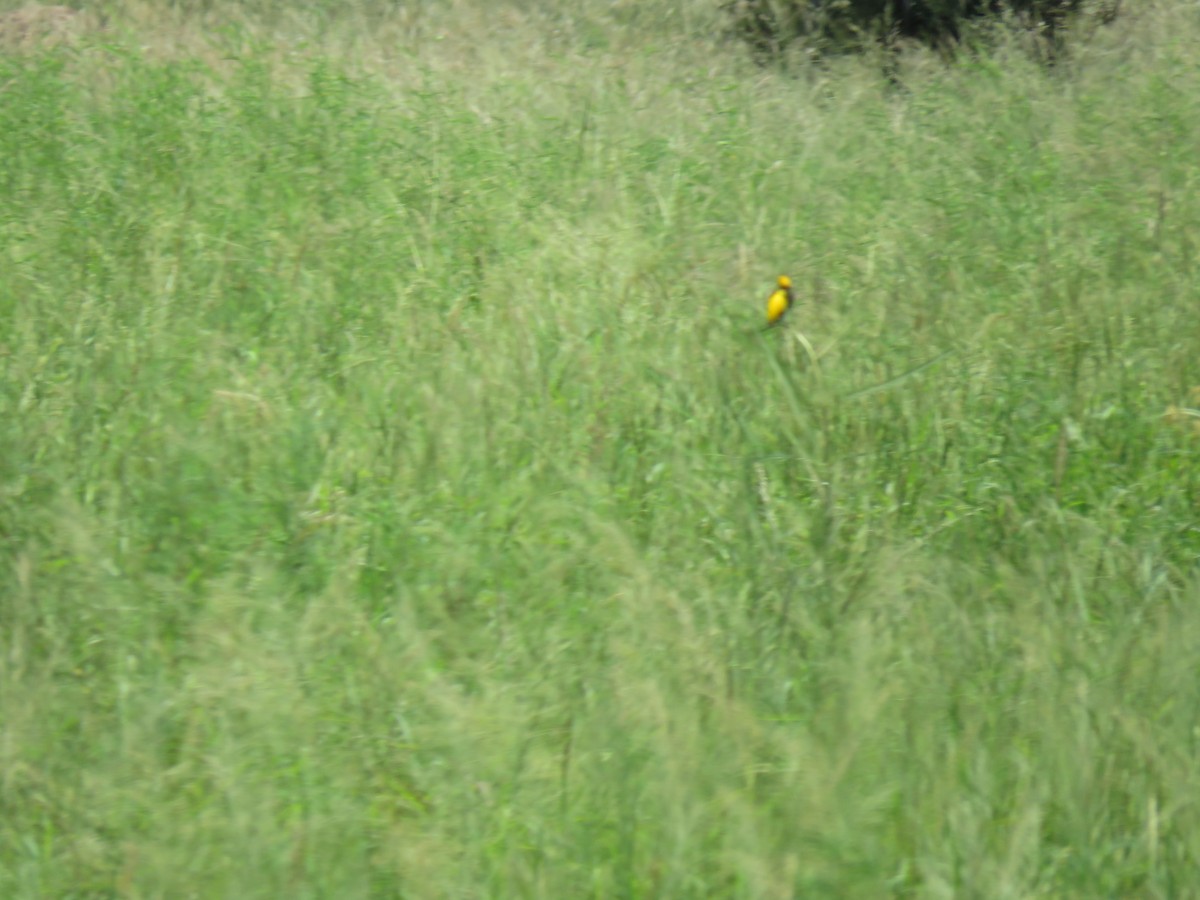 Yellow-crowned Bishop - ML48544731