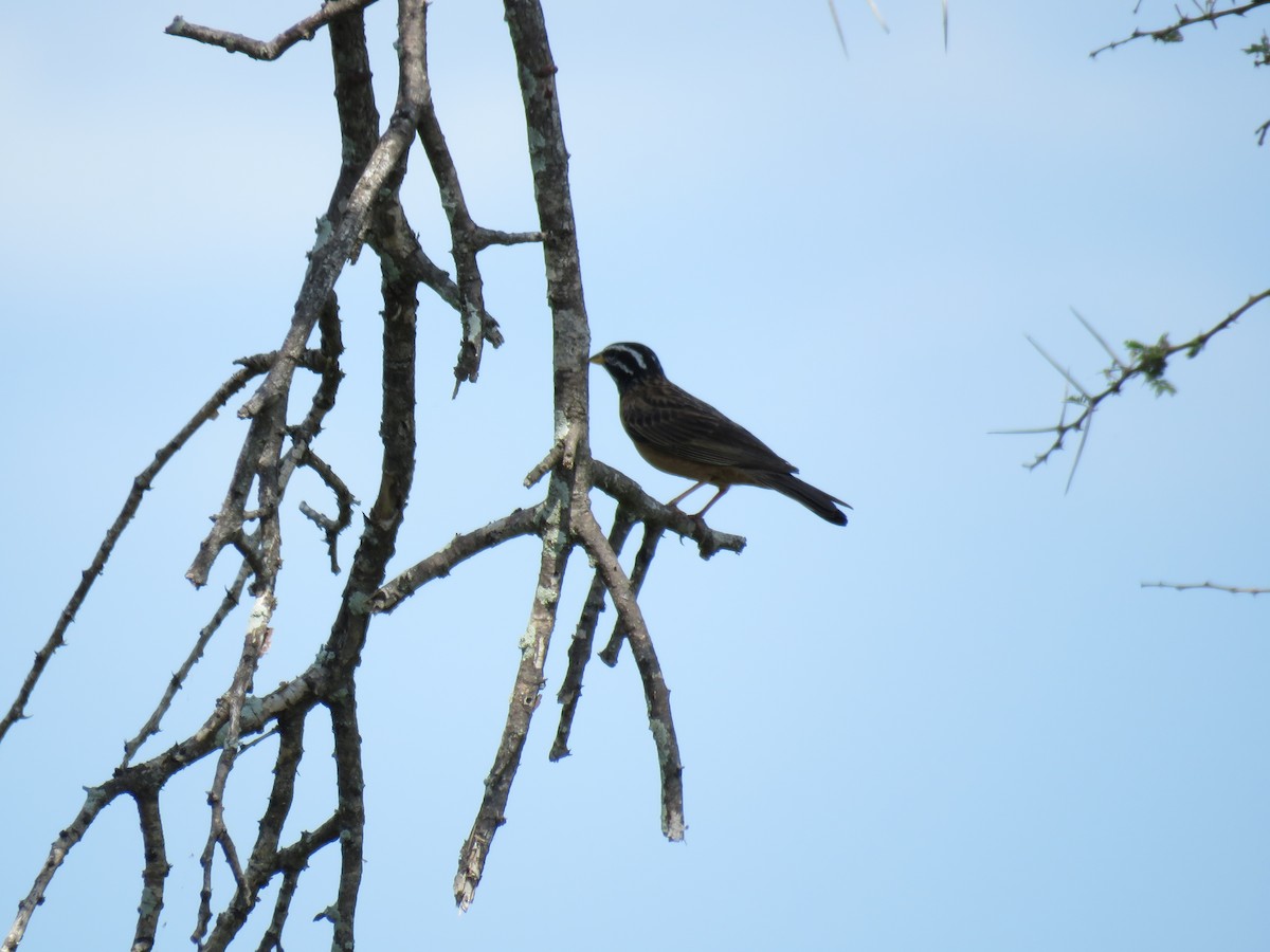 Cinnamon-breasted Bunting - ML48544771