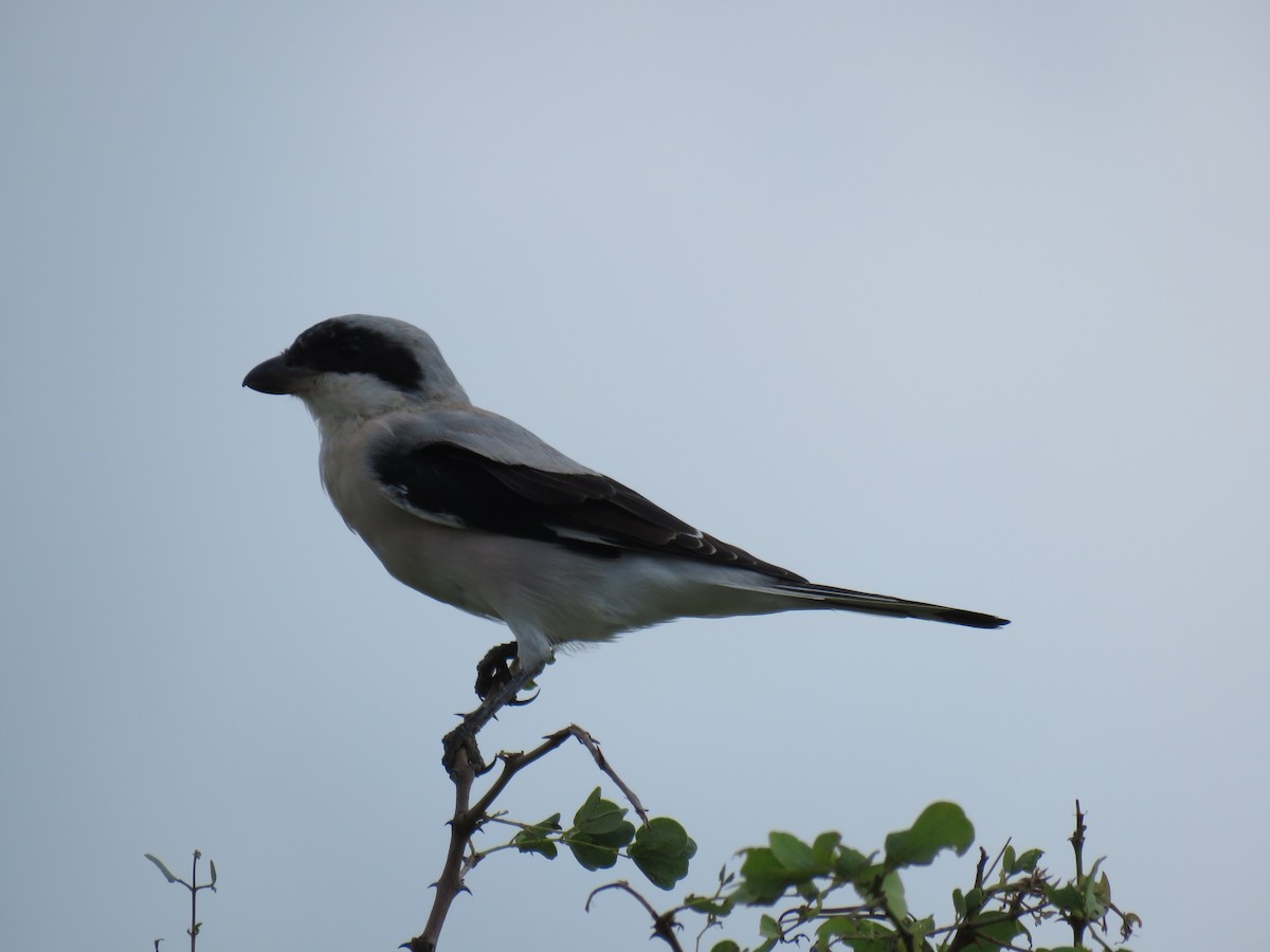 Lesser Gray Shrike - ML48544791