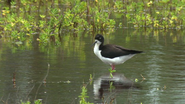 Black-necked Stilt (Hawaiian) - ML485448