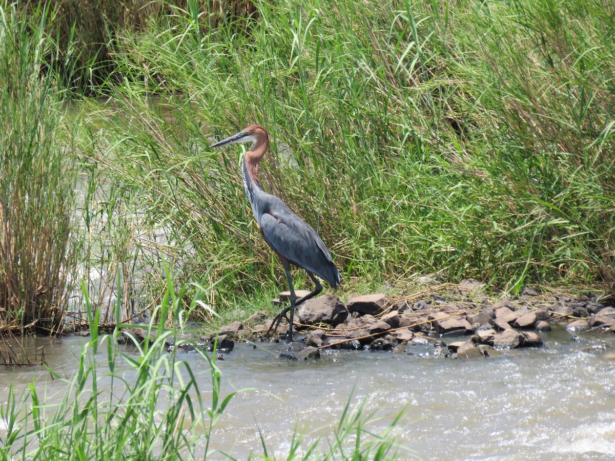 Goliath Heron - ML48544801