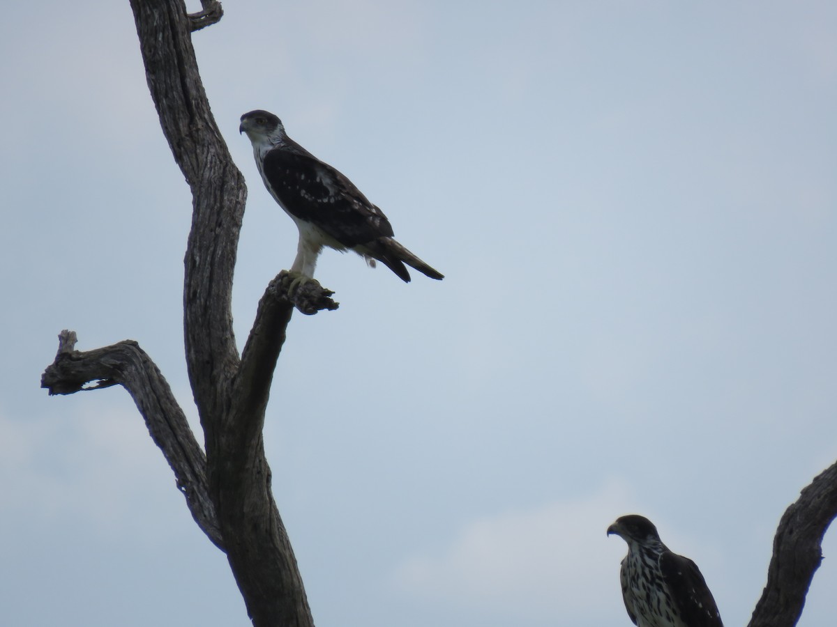 African Hawk-Eagle - Brad Arthur