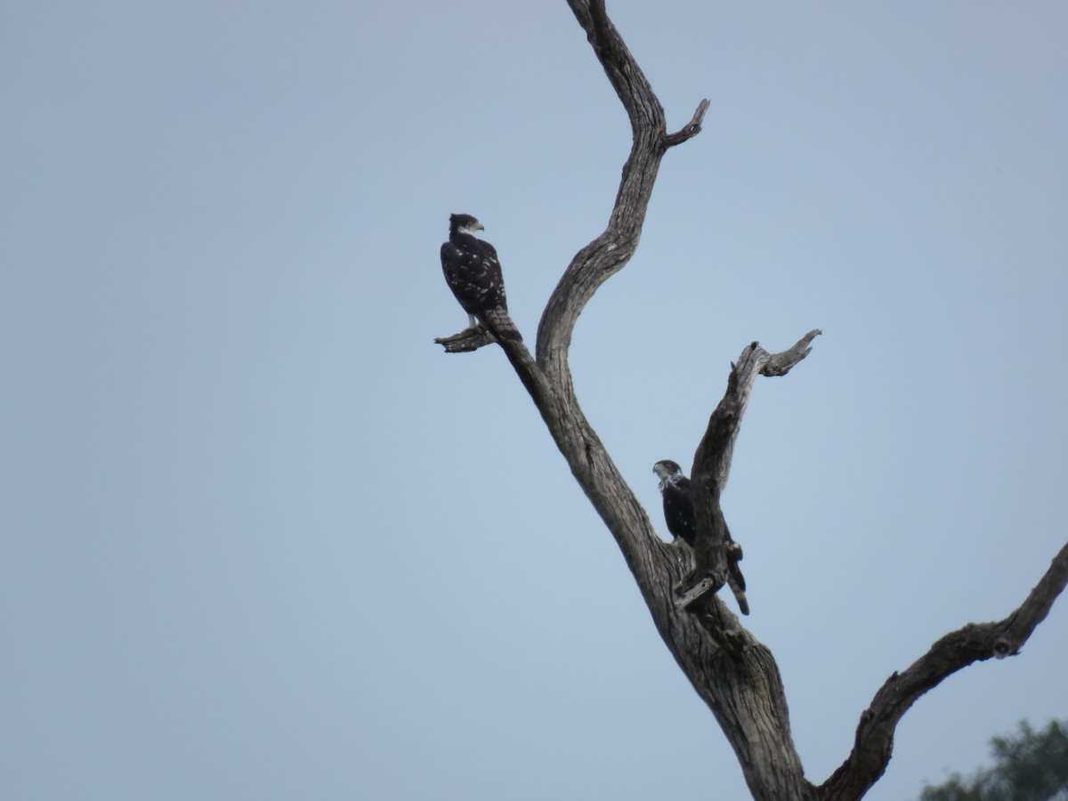 Águila Estriada - ML48544821