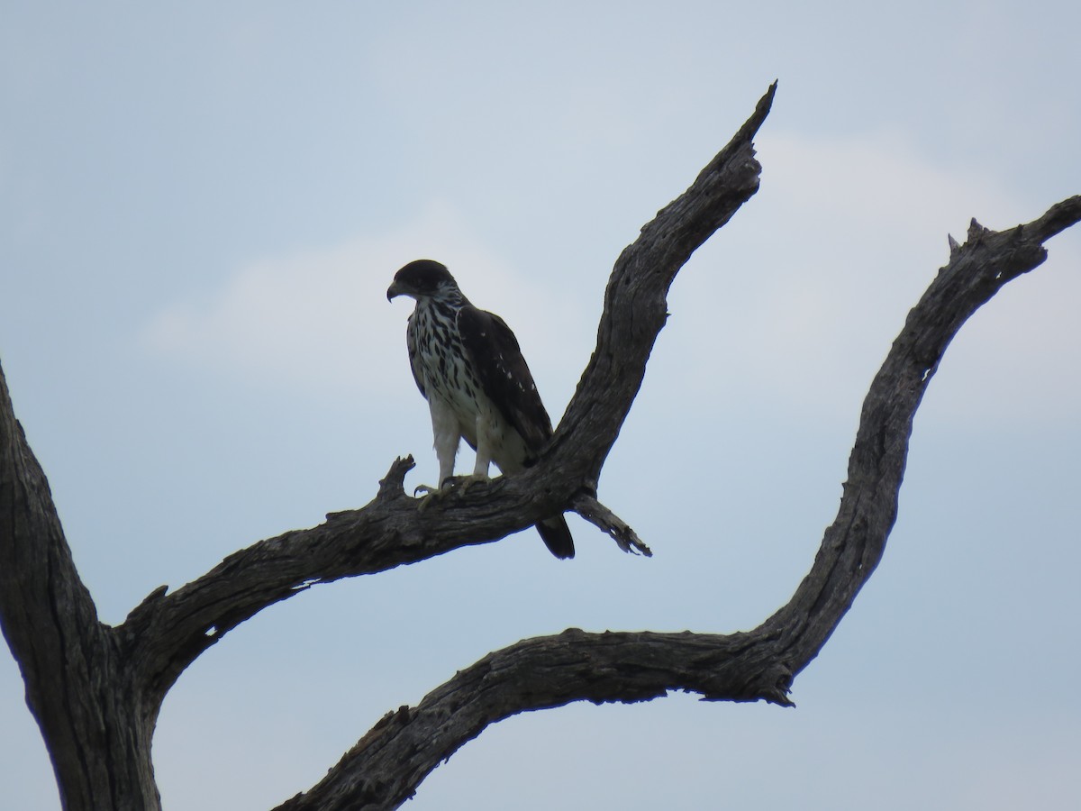 African Hawk-Eagle - ML48544831