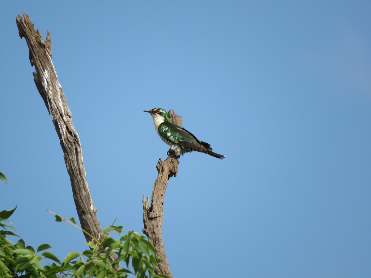 Dideric Cuckoo - ML48544841