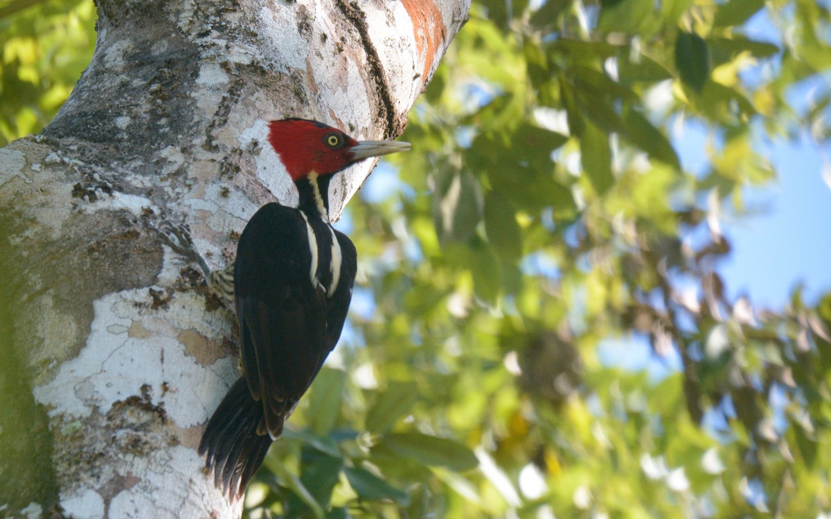 Pale-billed Woodpecker - ML485448891