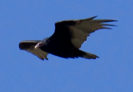 Turkey Vulture - ML485449411