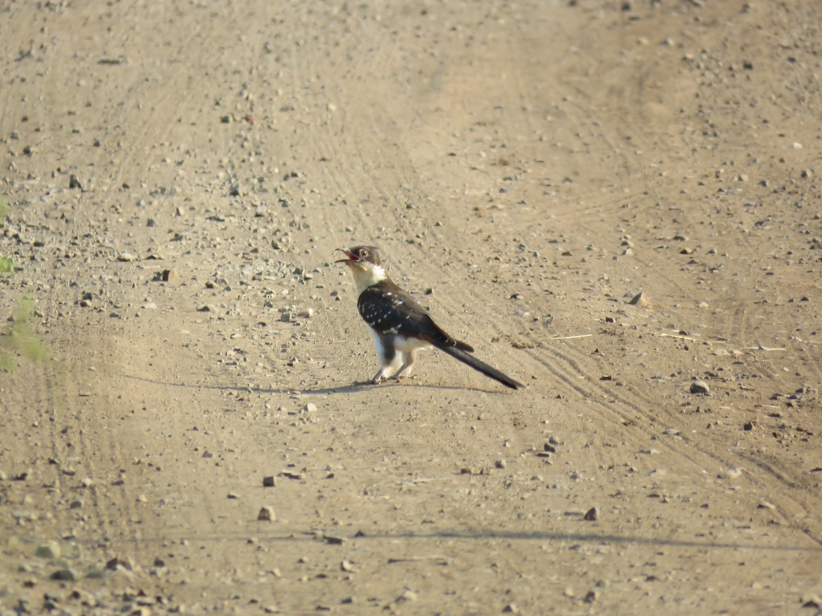 Great Spotted Cuckoo - ML48544951