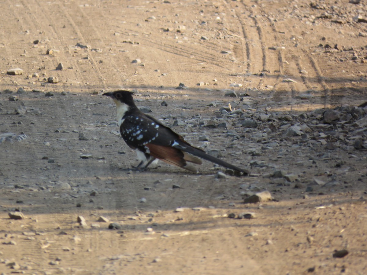 Great Spotted Cuckoo - Brad Arthur