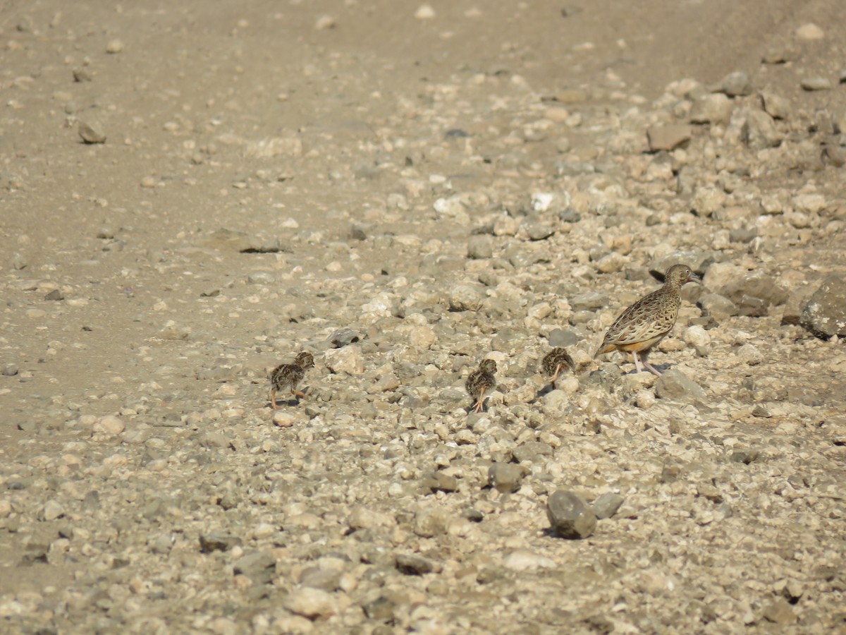 Small Buttonquail - ML48545031