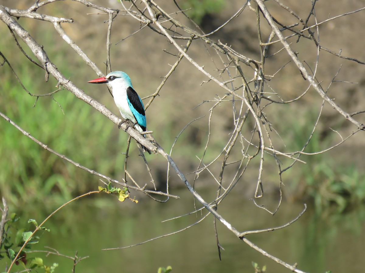 Woodland Kingfisher - ML48545051