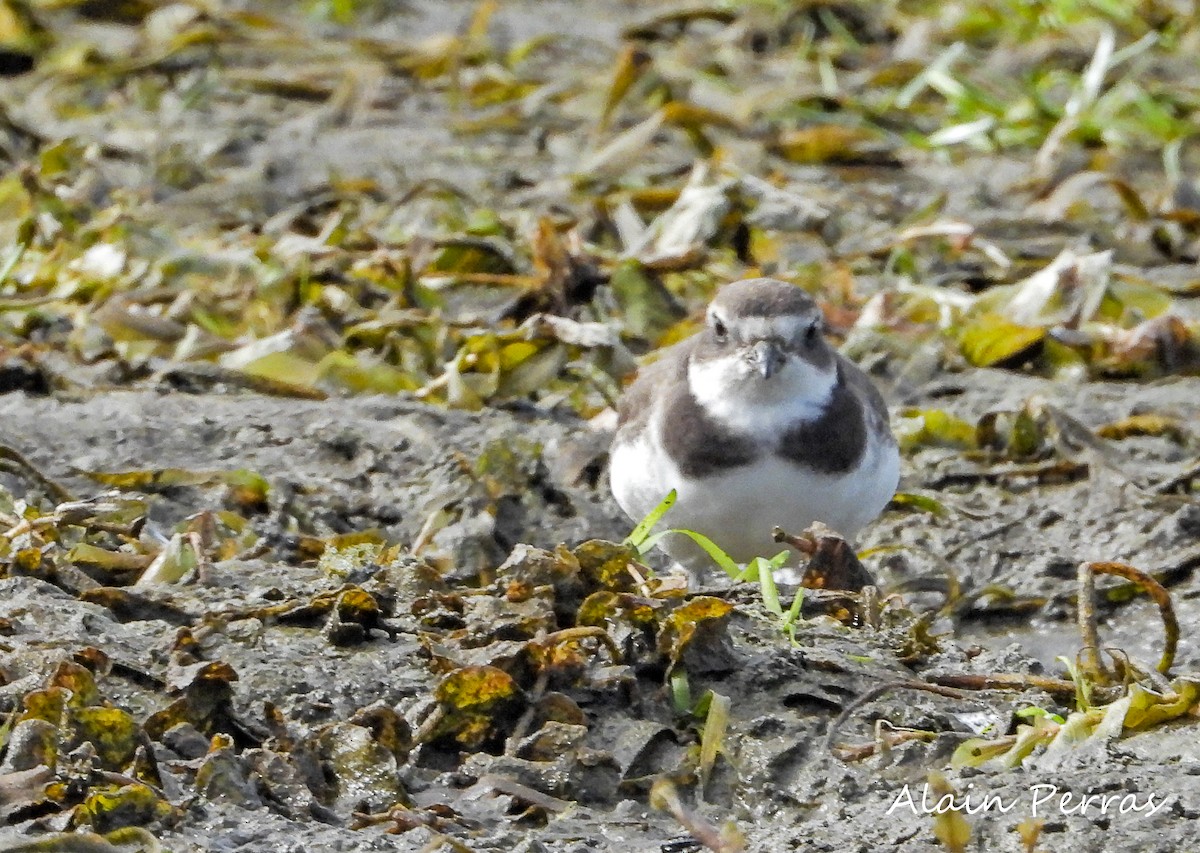 Semipalmated Plover - ML485450711