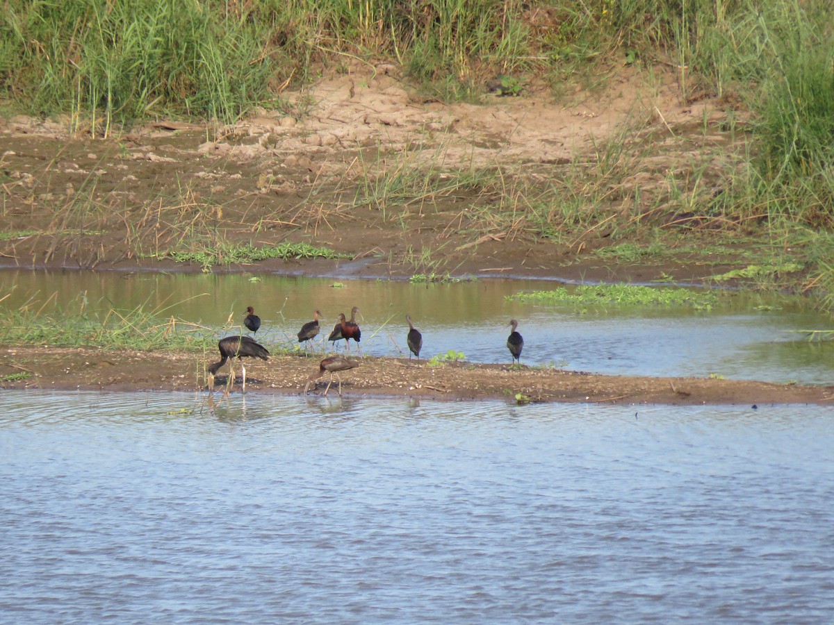 ibis hnědý - ML48545081