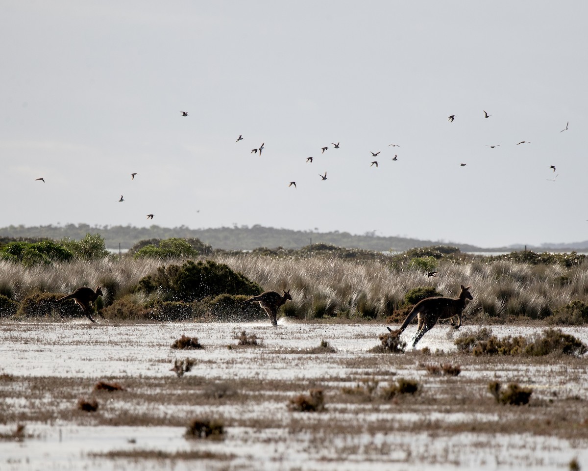 Latham's Snipe - ML485451961