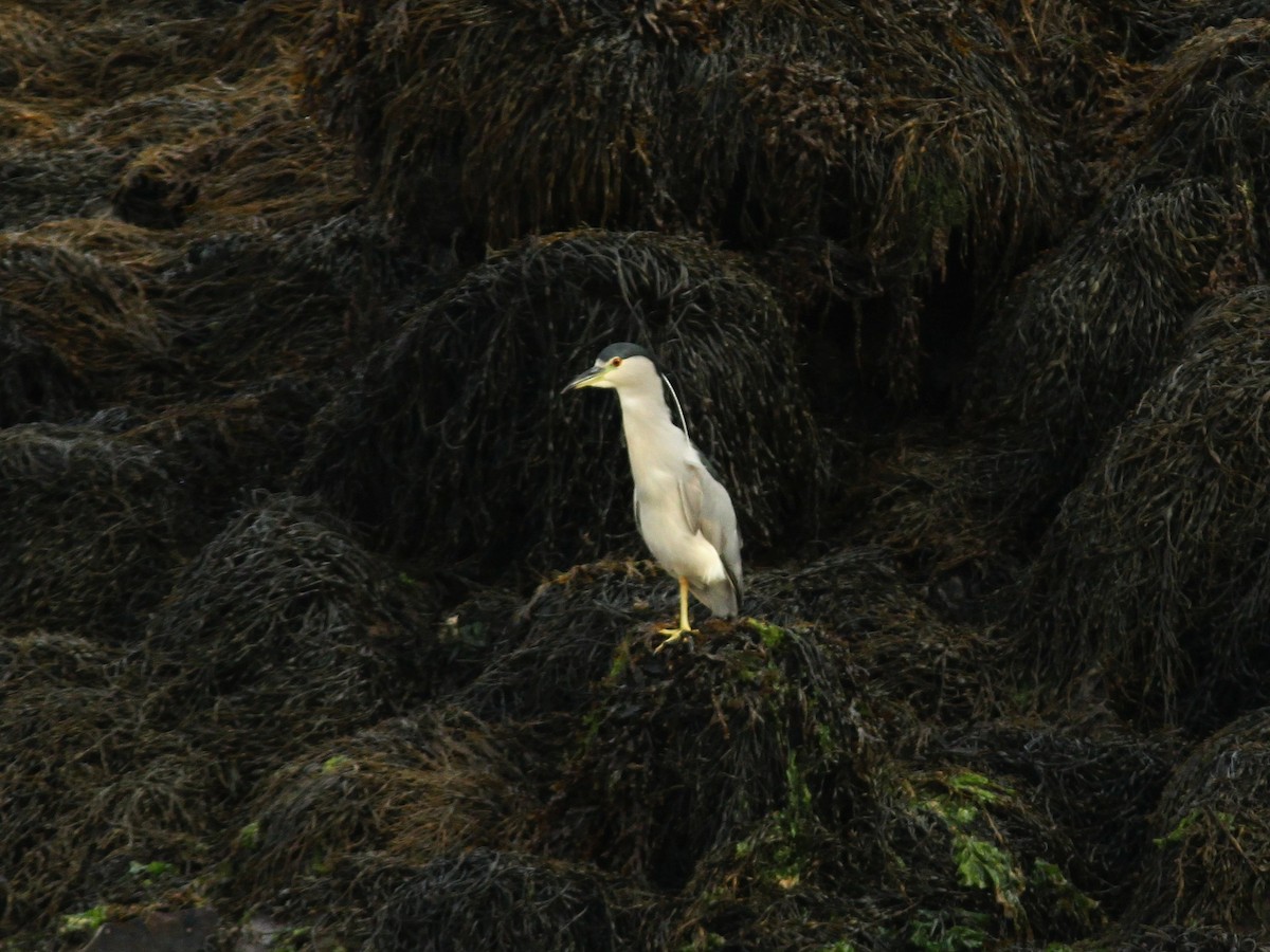 Black-crowned Night Heron - Gilles Belliveau