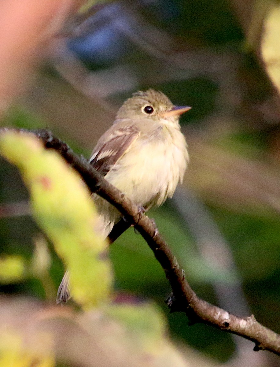 Least Flycatcher - ML485452341