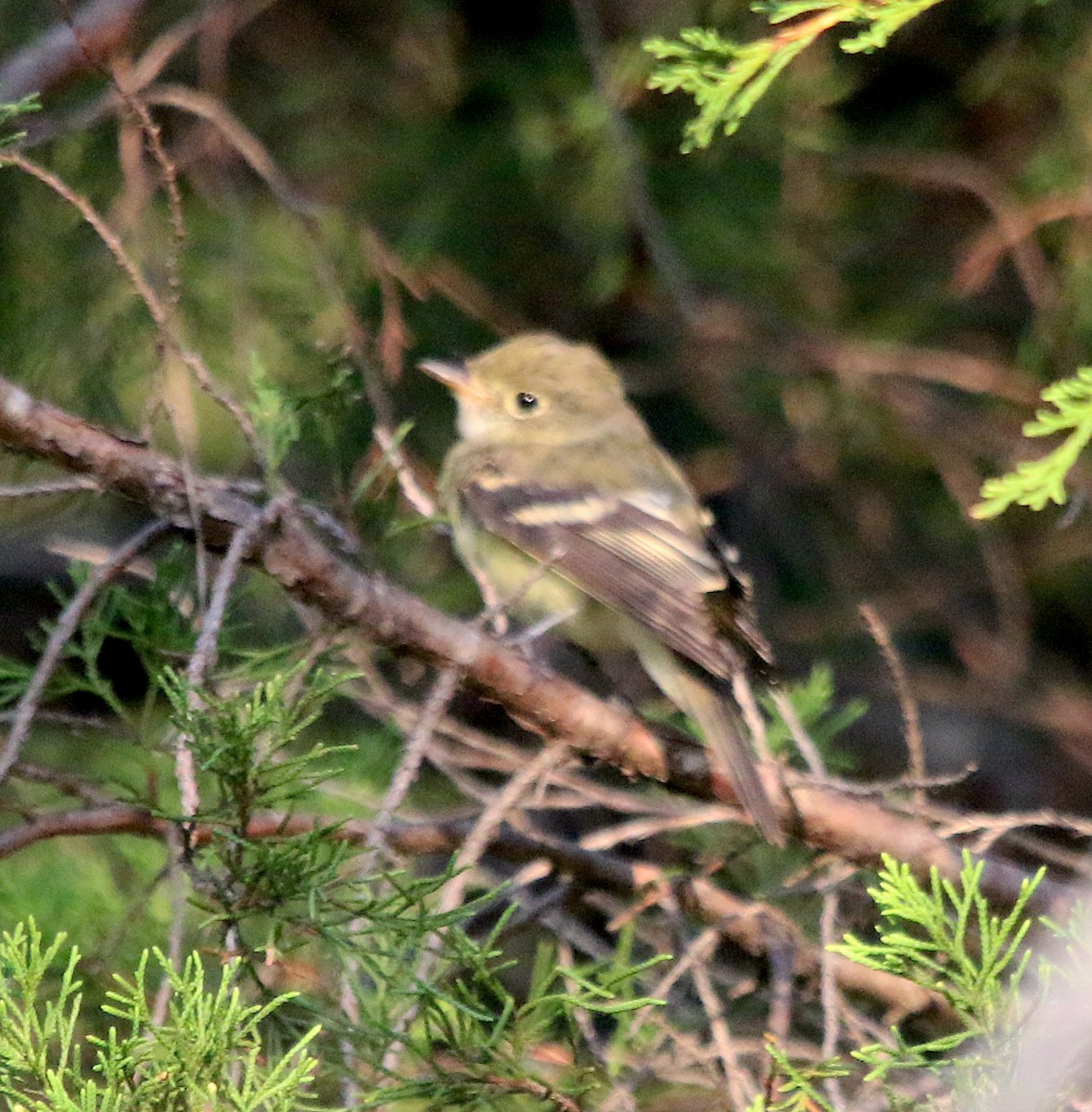 Least Flycatcher - ML485452361