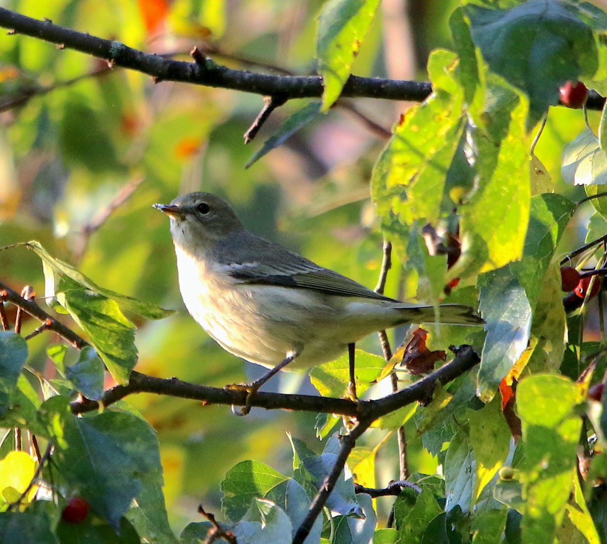 Cape May Warbler - ML485452421