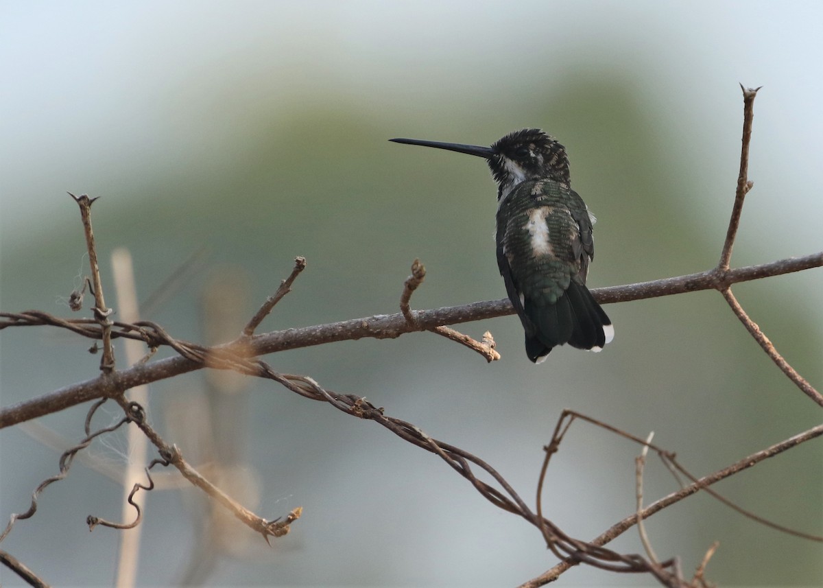 kolibřík hvězdohrdlý - ML485453121