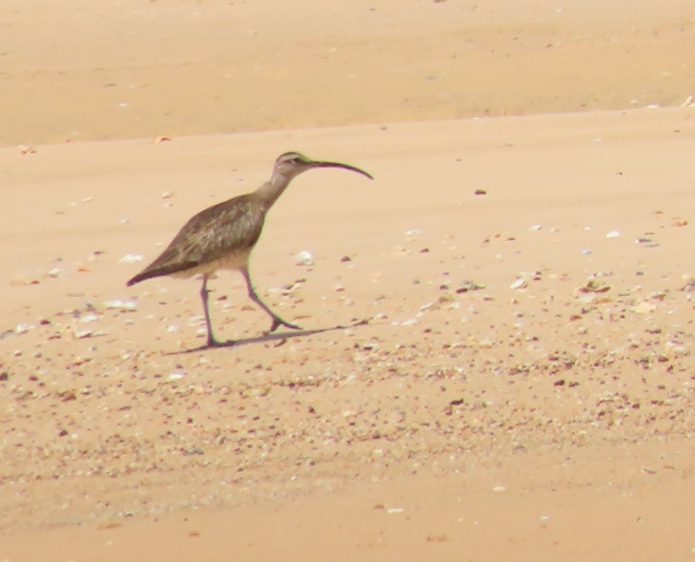 Whimbrel - ML485453881