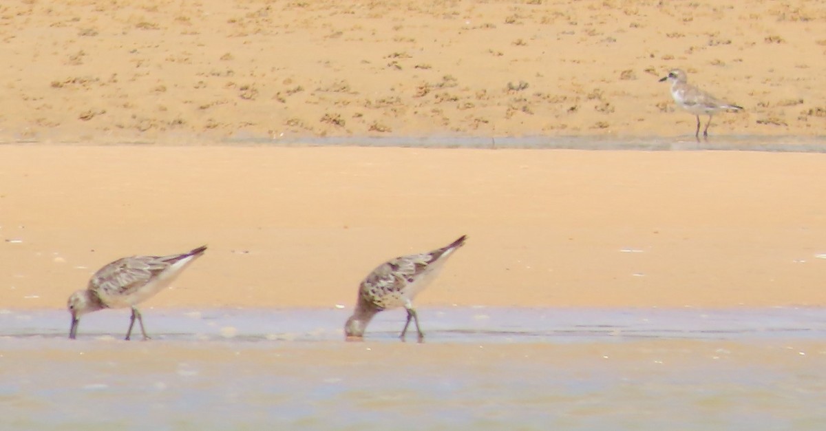 Great Knot - ML485454071