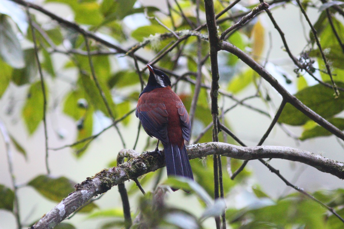 White-eared Solitaire - David Disher