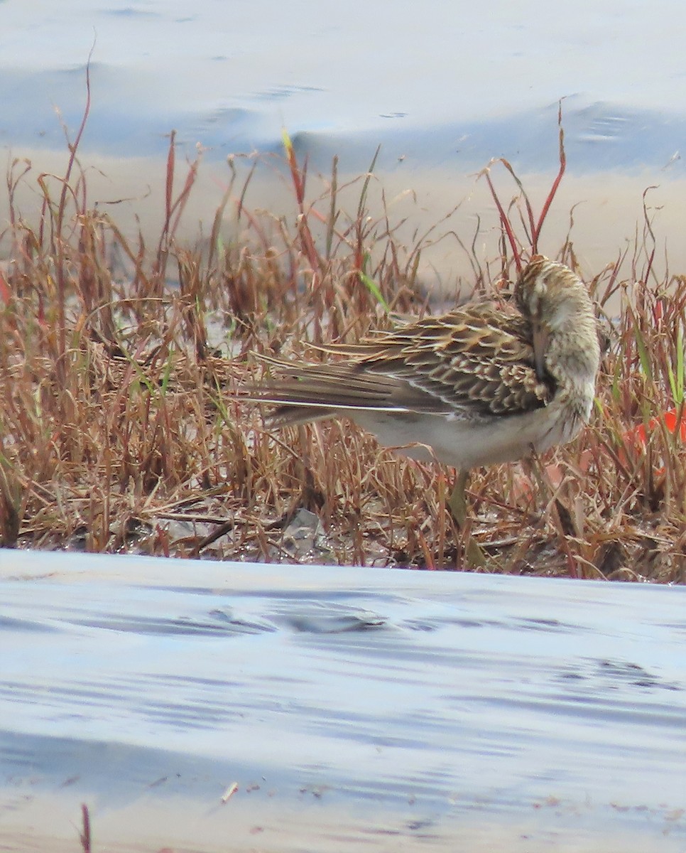 Pectoral Sandpiper - ML485458701