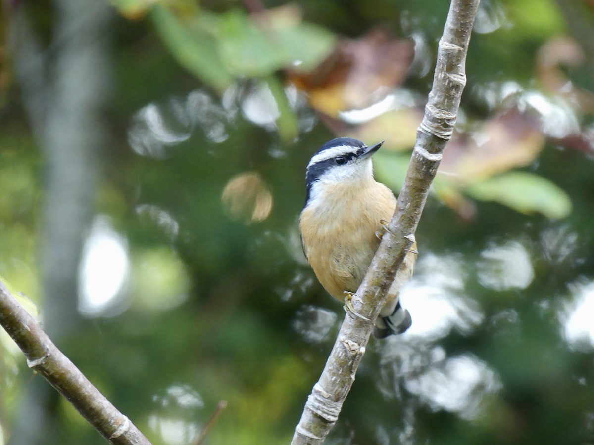 Red-breasted Nuthatch - ML485459211