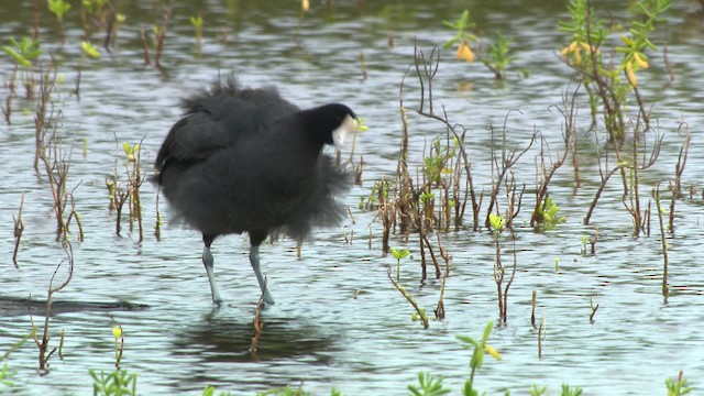 Hawaiian Coot - ML485460