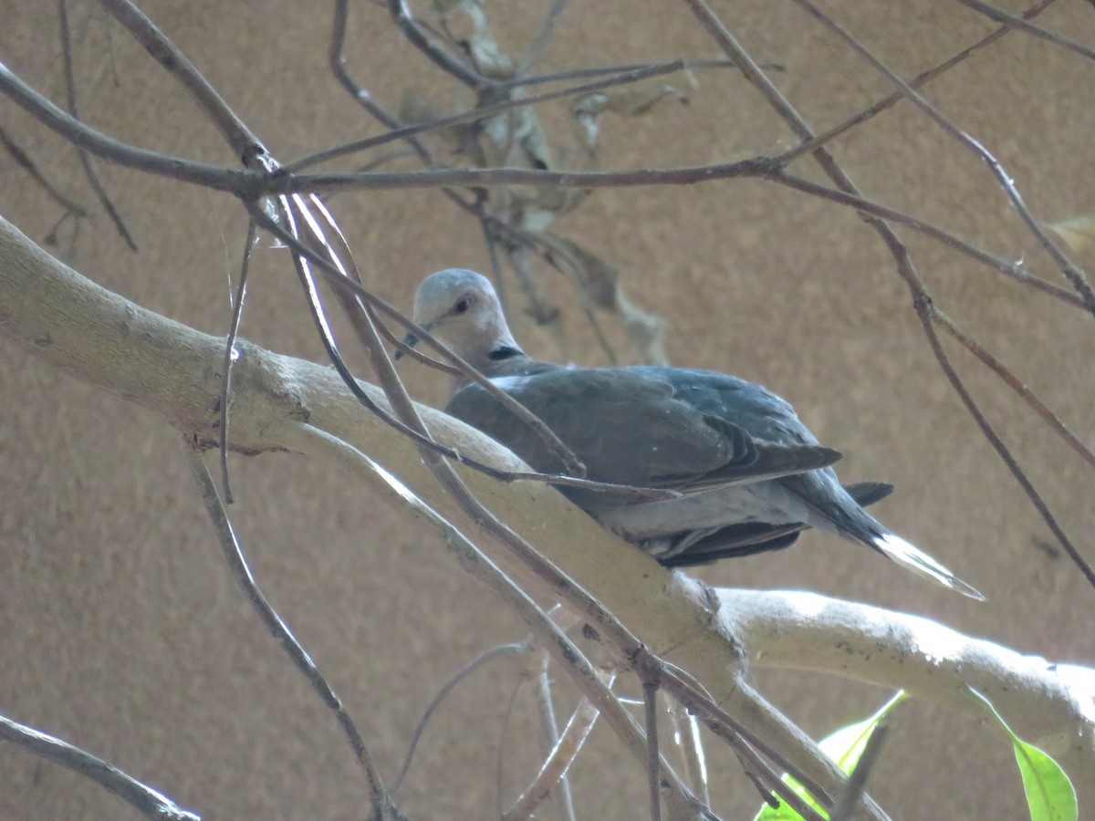 Mourning Collared-Dove - ML48546101