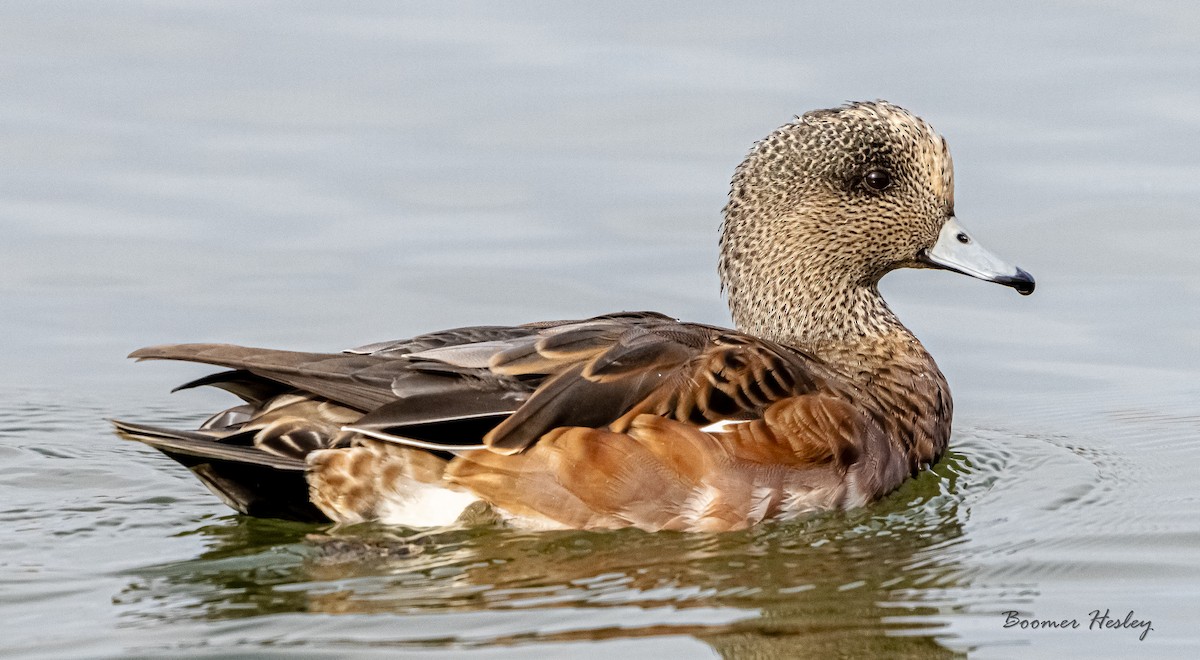 American Wigeon - ML485461181