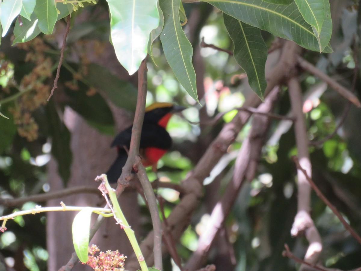 Yellow-crowned Gonolek - Renee Walker