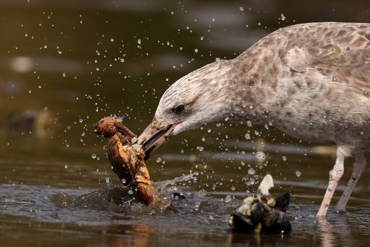 Herring Gull (American) - Sam Zhang