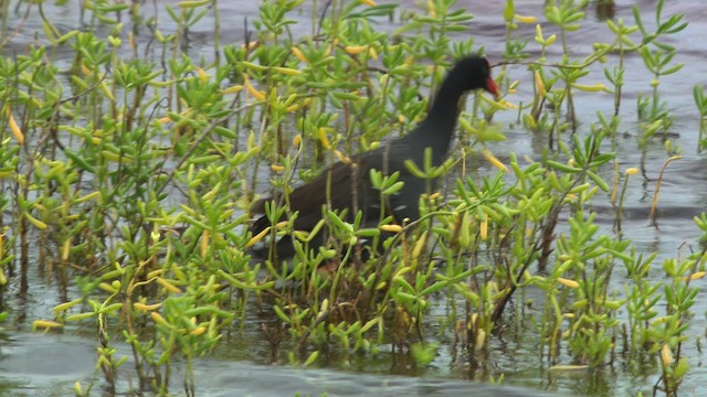 Gallinule d'Amérique (sandvicensis) - ML485462