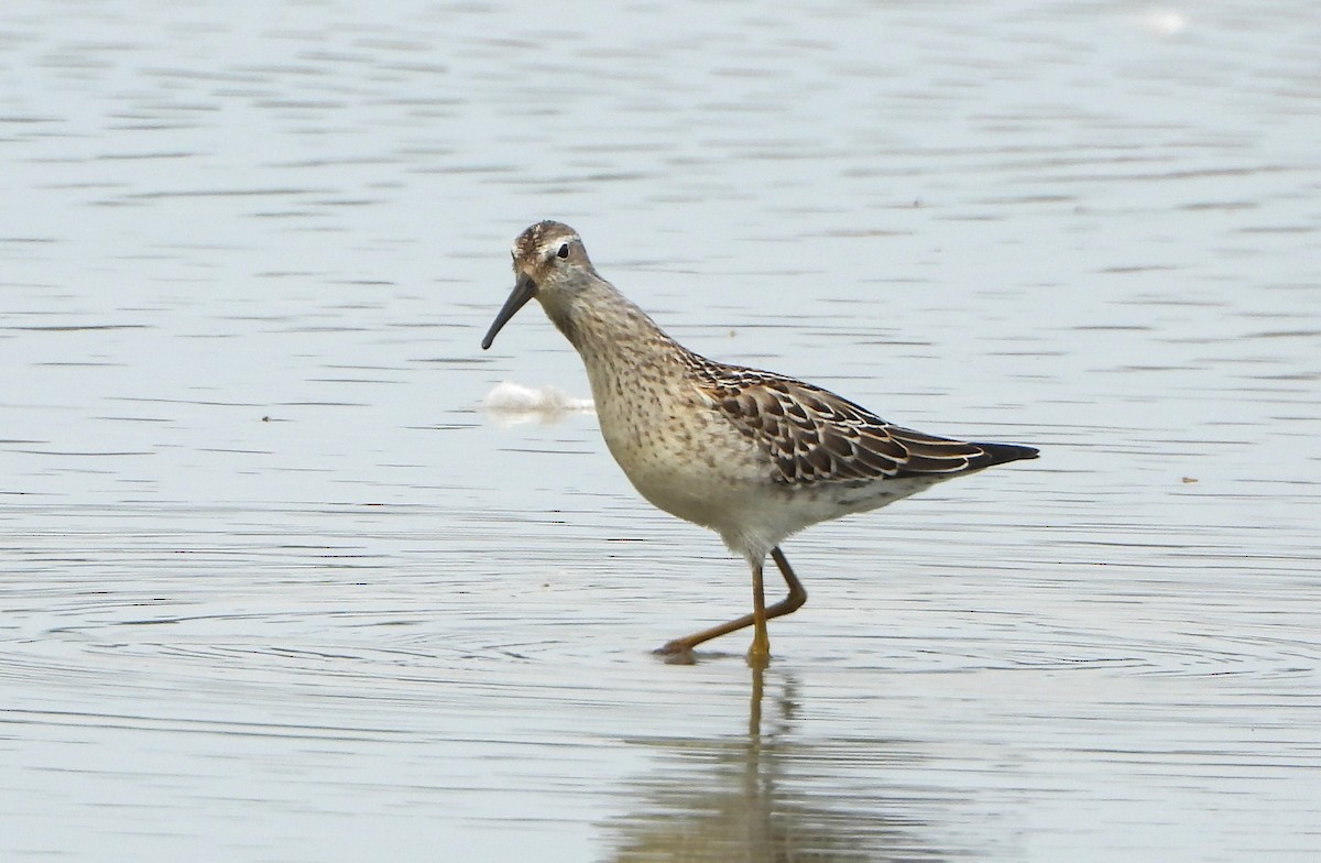 Stilt Sandpiper - ML485462701