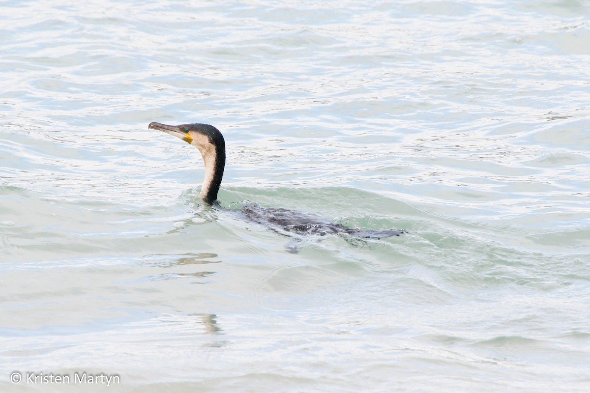 Great Cormorant (White-breasted) - ML485463151
