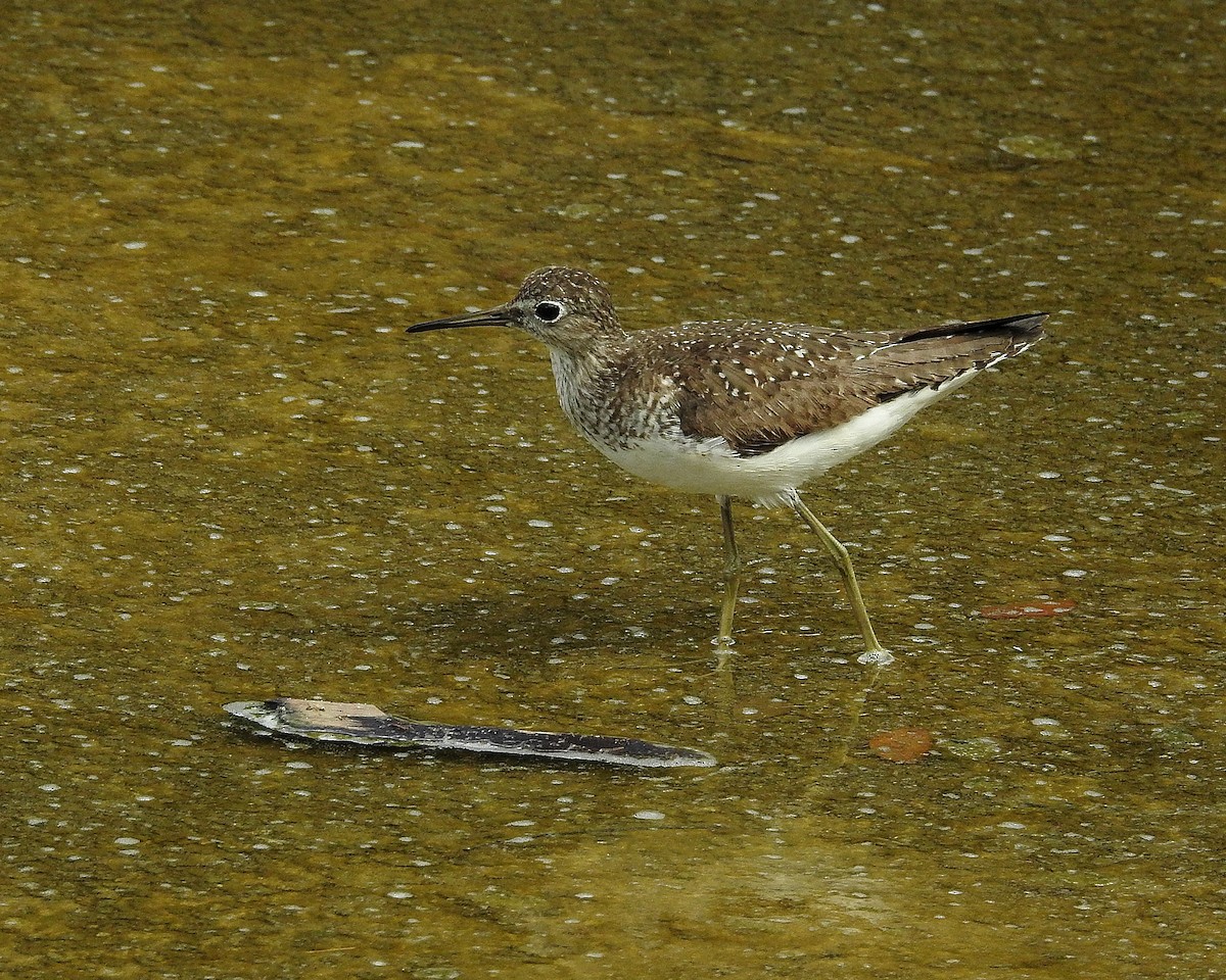 Solitary Sandpiper - ML485463421